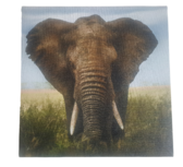 Print op canvas olifant - Multicolor - Canvas - 18 x 18 cm Print op canvas olifant - Multicolor - Canvas - 18 x 18 cm