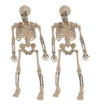 Skeletjes - 15 cm - Set van 2 Skeletjes - 15 cm - Set van 2