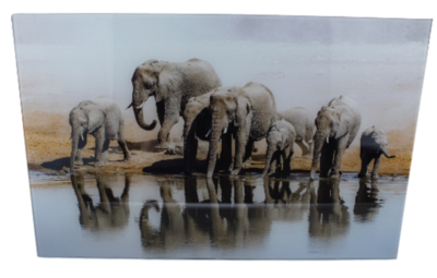 Schilderij olifant - Glas - 57x37cm
